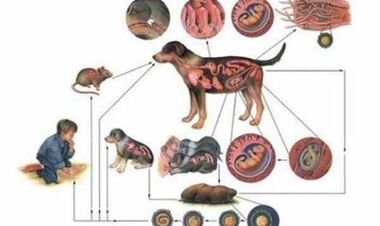 Causes et modes d'infection des vers
