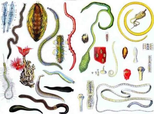 types de parasites humains