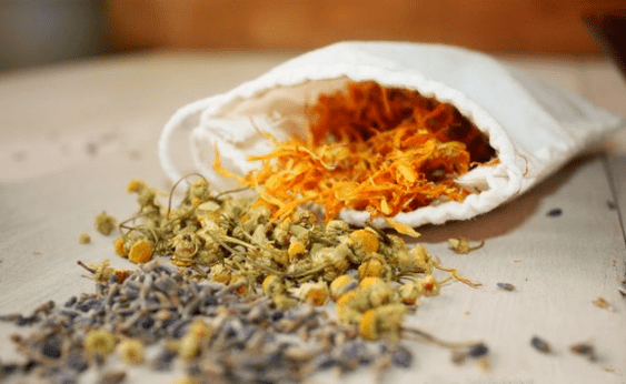 herbes pour les vers chez les adultes